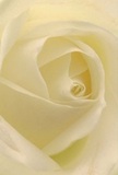 This intimate view of a cream-white rose, shaped with care by a local Roehampton florist, draws you deep into the gentle heart of the bloom. The petals spiral inward, paper-thin yet filled with life, displaying a soft luminosity that captures the essence of peaceful moments by Roehampton's parks and walkways. Shadows curl softly between the folds, enhancing a sense of depth and calm that makes this rose a symbol of reverence-ideal for expressing sympathy, marking milestones, or conveying sincere admiration. There is a delicate, almost elusive sweetness to its fragrance, hinting at dawn's freshest breeze. The tender, thoughtful artistry behind each petal's arrangement echoes the spirit and caring touch of Roehampton's community florists, with every rose uniquely prepared for heartfelt occasions throughout SW15.